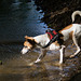 Jack Russell Terrier Rico DSC02323.jpg