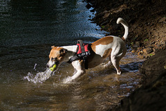 Jack Russell Terrier Rico DSC02326.jpg