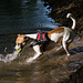 Jack Russell Terrier Rico DSC02326.jpg