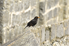 Isle of Man 2013 – Blackbird
