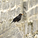 Isle of Man 2013 – Blackbird