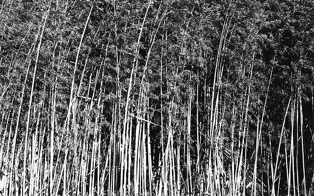 Bamboo forest_11