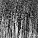 Bamboo forest_11