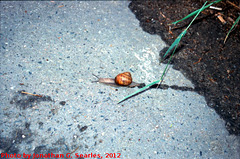 Snail in Vysehrad, Picture 3, Edit LoRes Version, Prague, CZ, 2012
