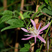 Passiflora sanguinolenta-001