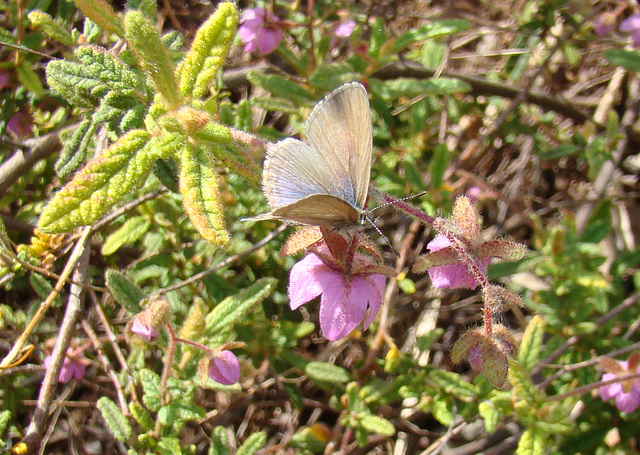 common Grass-blue butterfly