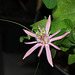 Passiflora sanguinolenta-002