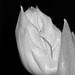 Tulpe in Schwarzweiß