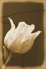 Meine Tulpe