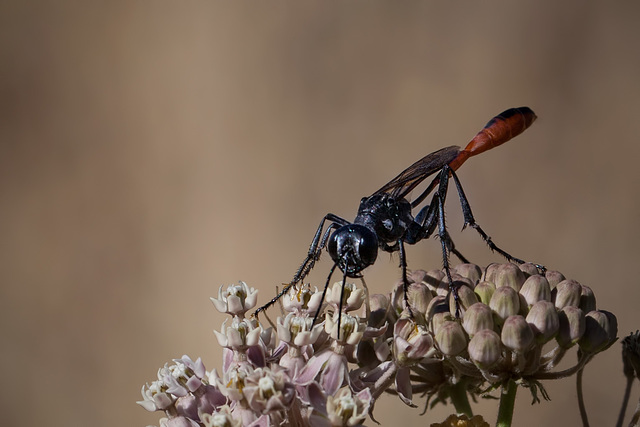 Red & Black Wasp