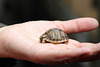 Ägyptische Landschildkröte - ca. 1 Woche alt (Wilhelma)