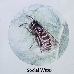 Isle of Man 2013 – Social Wasp