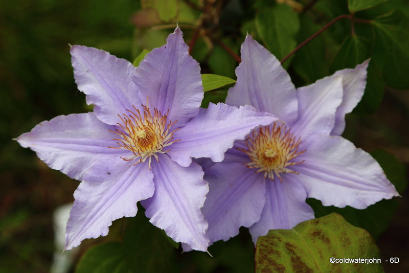 Clematis in Bloom - The President