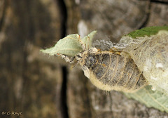 Patio Life: Vapourer Moth Female