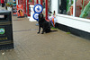 Isle of Man 2013 – Waiting dog