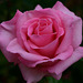 Macro sur une belle rose...