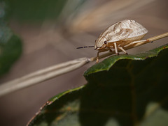 Shield Bug Nymph (Juvenile)