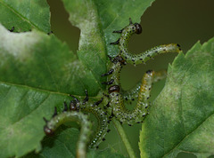 Rose Sawfly larvae