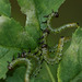 Rose Sawfly larvae