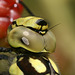 Southern Hawker (Aeshna cyanea) Dragonfly