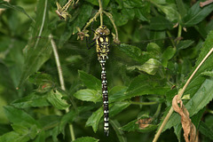 Southern Hawker (Aeshna cyanea) Dragonfly