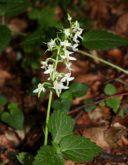 Platanthera bifolia (3)