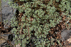 Scleranthus perennis- Scléranthe pérenne-001
