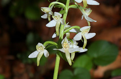 Platanthera bifolia (4)