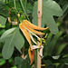 Passiflora aurantia-001
