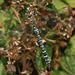 Migrant Hawker (Aeshna mixta) Dragonfly