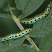 Rose Sawfly (Arge pagana) larvae