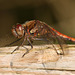Common Darter (Sympetrum striolatum) Dragonfly