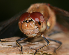 Common Darter (Sympetrum striolatum) Dragonfly