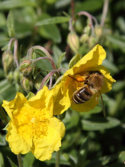 Die Biene und die Blüte