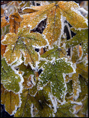frosted autumn leaves