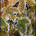 frosted autumn leaves