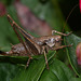Dark Bush Cricket (Pholidoptera griseoaptera)