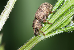 Weevil (I think)