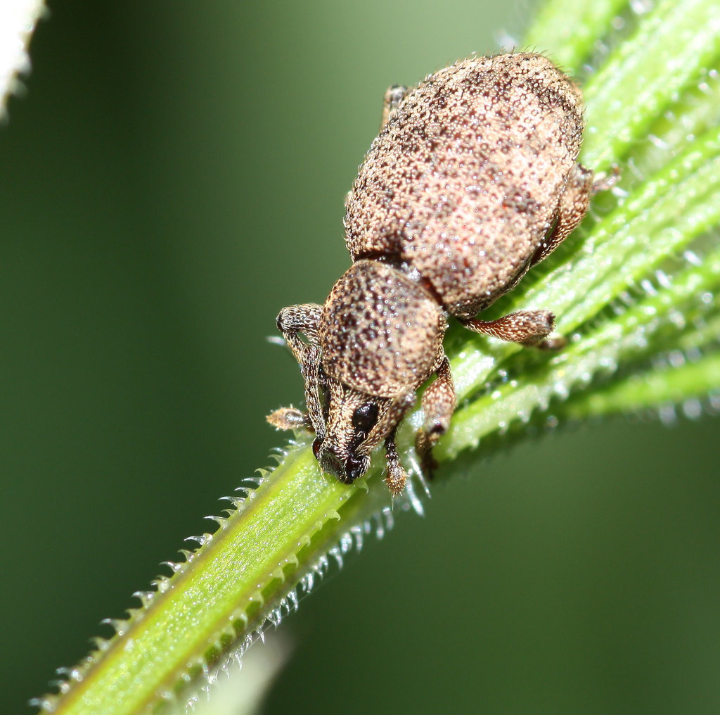 Weevil (I think)