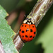Harlequin Ladybird (Harmonia axyridis)