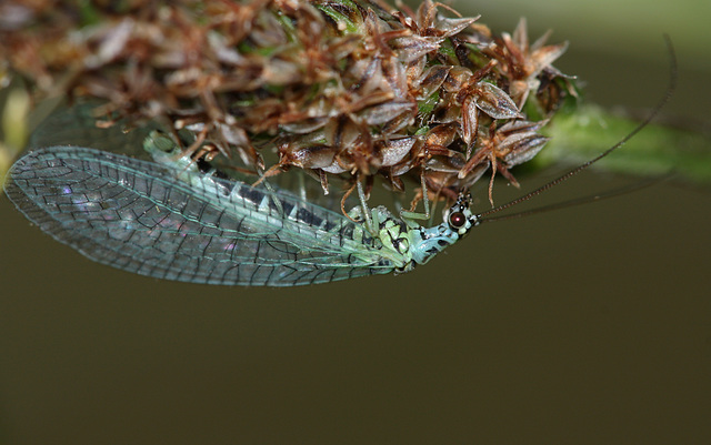 Lacewing (Chrysopa perla)