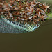 Lacewing (Chrysopa perla)