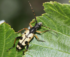 Longhorn beetle (I think)