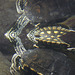 Zwerg-Höckerschildkröte (Wilhelma)