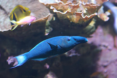 Blauer Vogelfisch (Wilhelma)