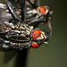 Flies mating