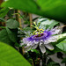 Passiflora Byron Beauty