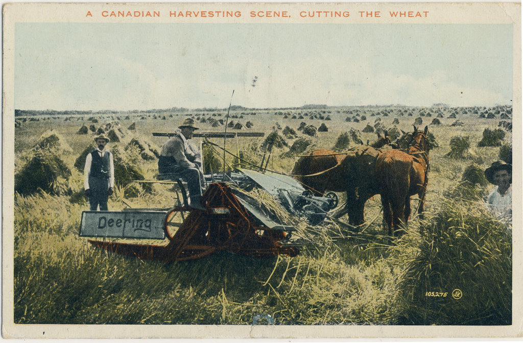 A Canadian Harvesting Scene, Cutting the Wheat