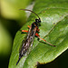 Ichneumon fly or wasp I think