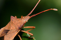 Box Bug (Gonocerus acuteangulatus)